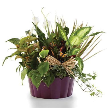 Plants-A-Plenty